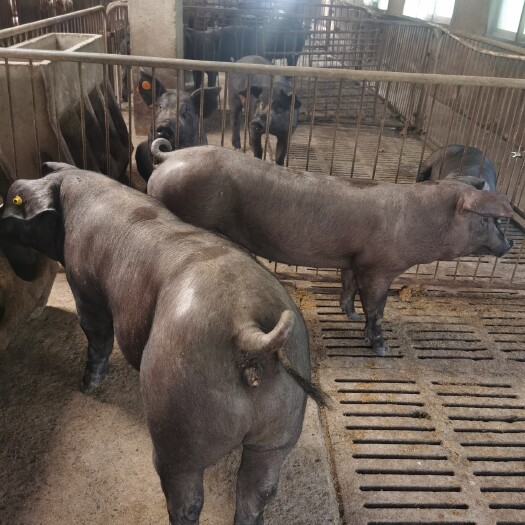 徐州国寿黑母猪：产仔多，赖粗料，抗病能力强，肉质好