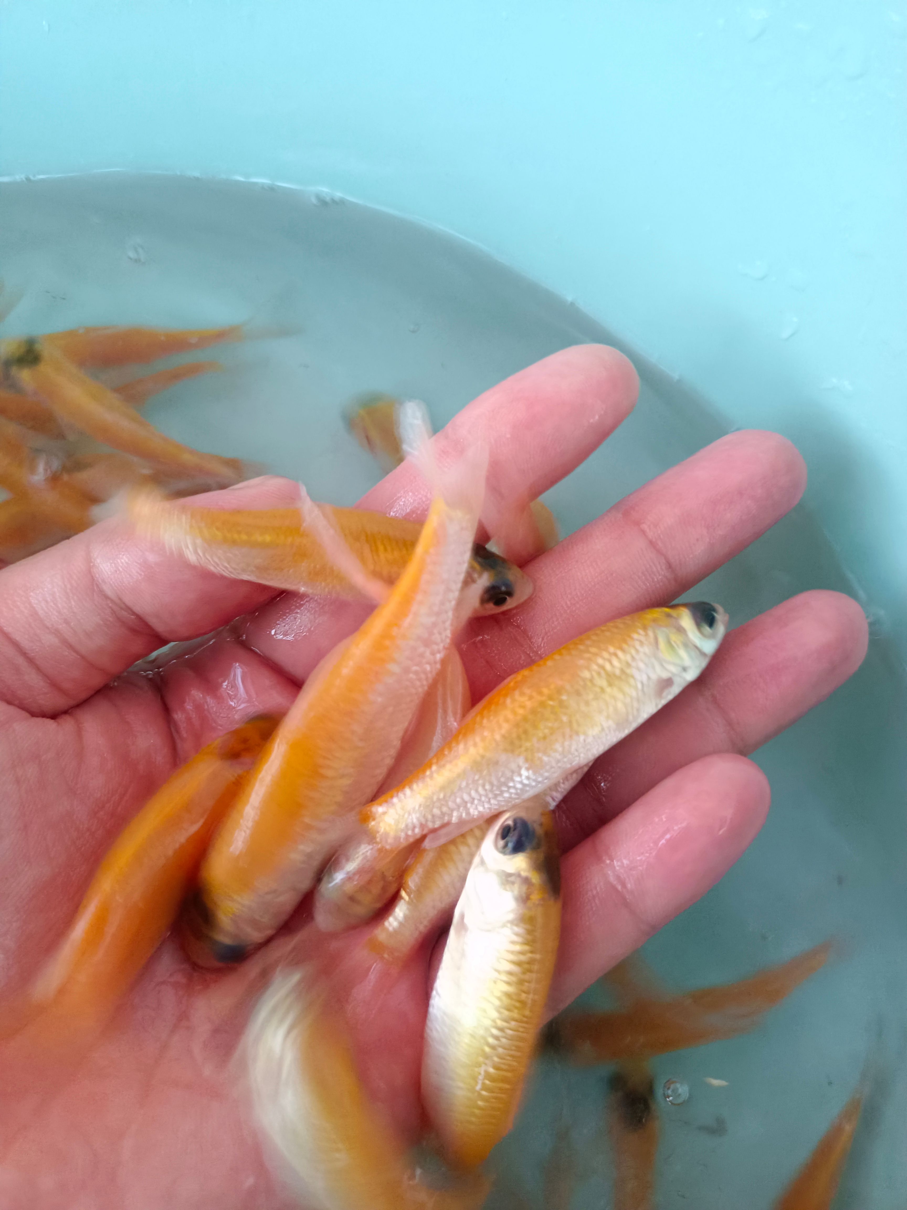 金草鱼苗  杂交金丝草鱼苗，苗场直供，保质保量，量大包送到塘口。。。。。