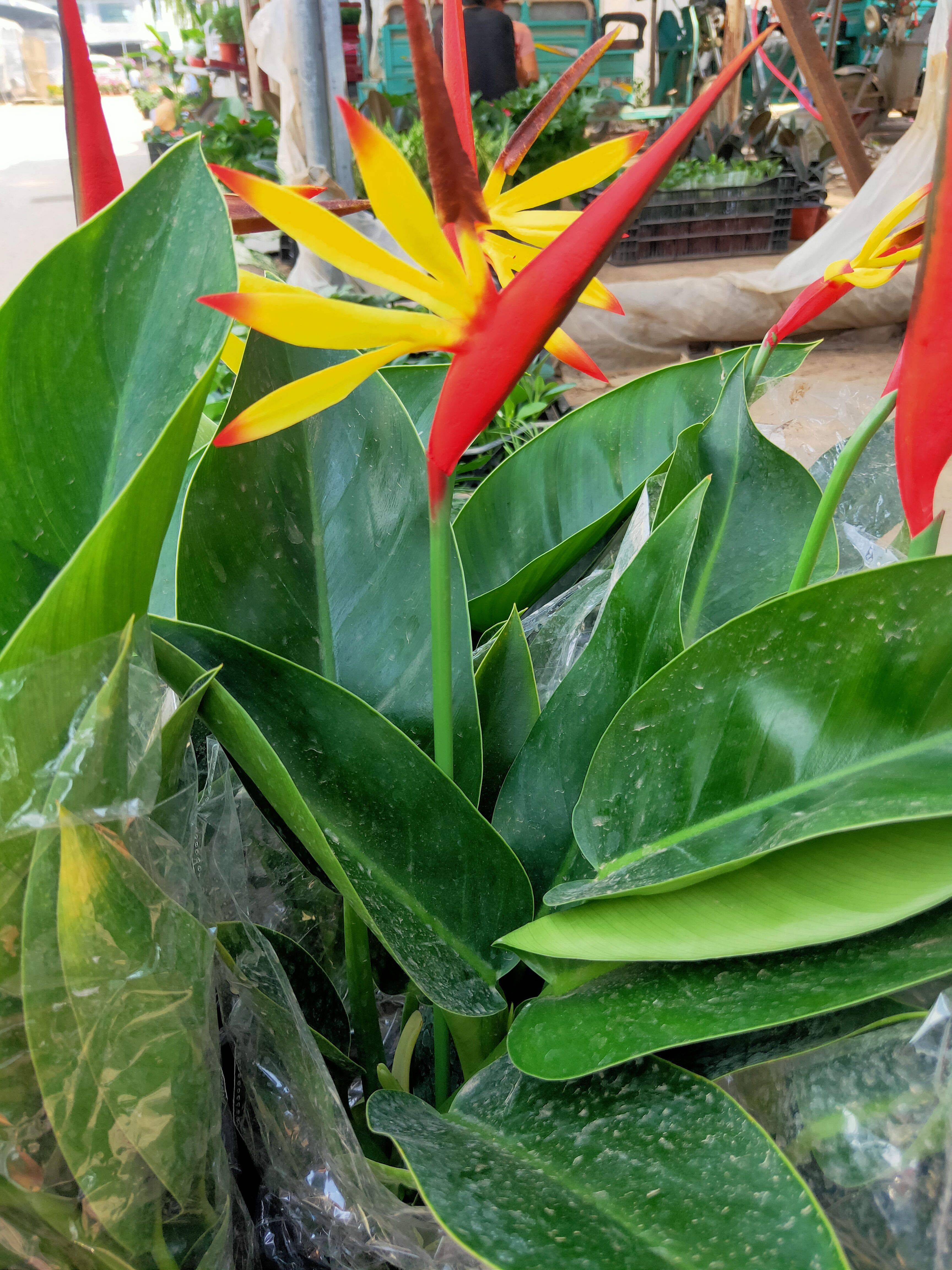 天堂鸟盆栽  天堂鸟，叶面好，质量保证。