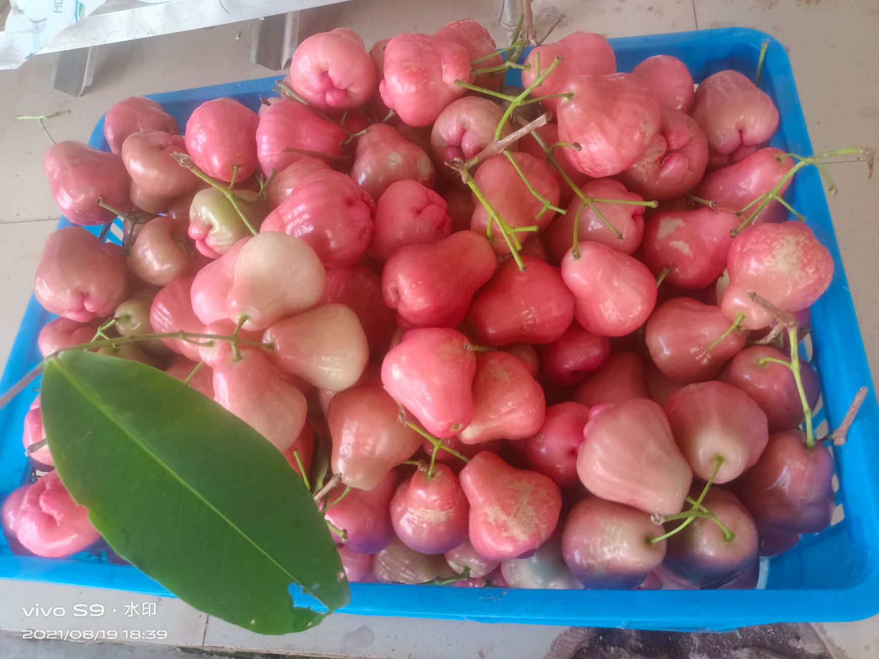 火龙果 广西壮族自治区南宁市良庆区 黄色 