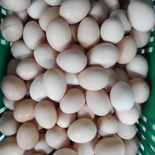 连云港粉壳蛋 食用 散装 