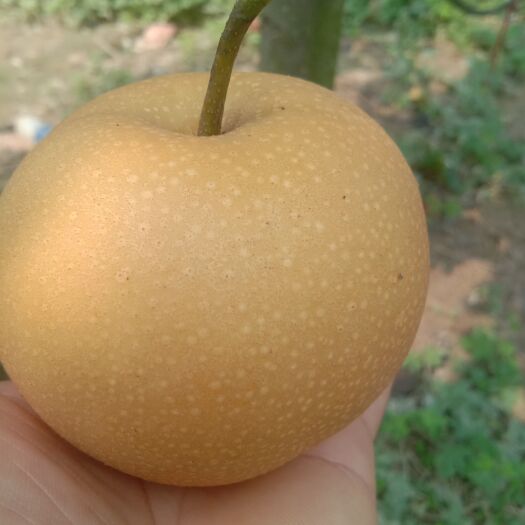 宁陵县 秋月梨