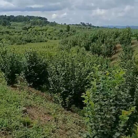 梅河口市 东北达维新鲜榛子