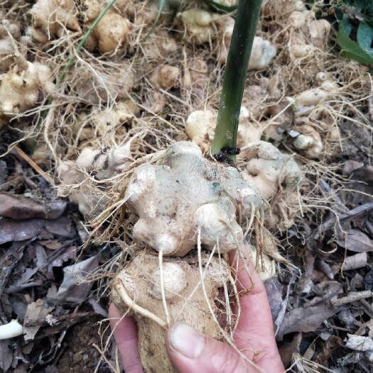 龙陵县云南竹节参大量大上市欢迎各位前来选购实地考察