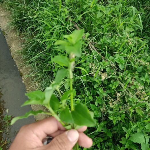 镇宁县 千里光