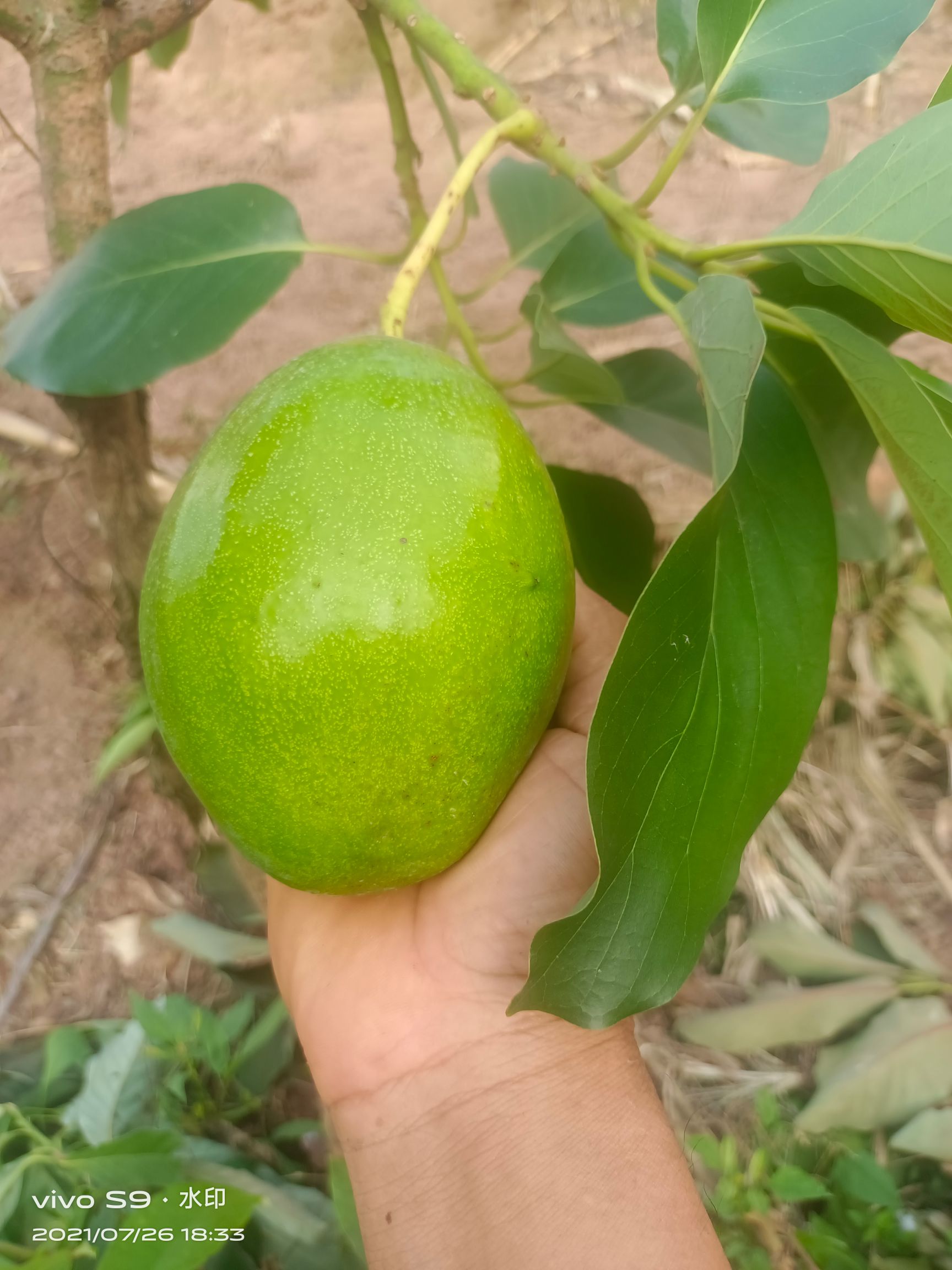 火龙果 广西壮族自治区南宁市良庆区 黄色 