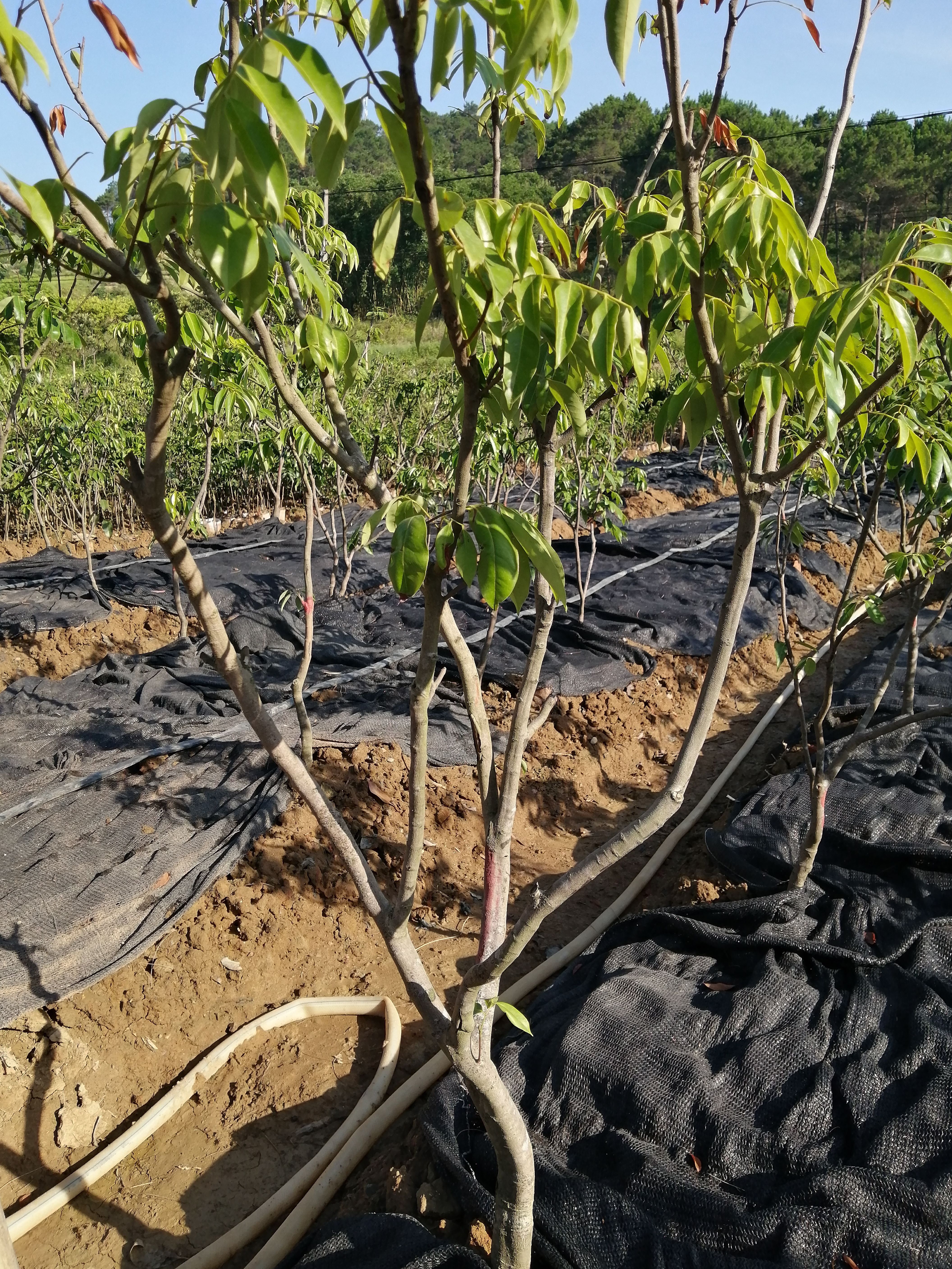 嫁接荔枝大树 妃子笑 桂味 无核荔 糯米糍 鸡嘴茘