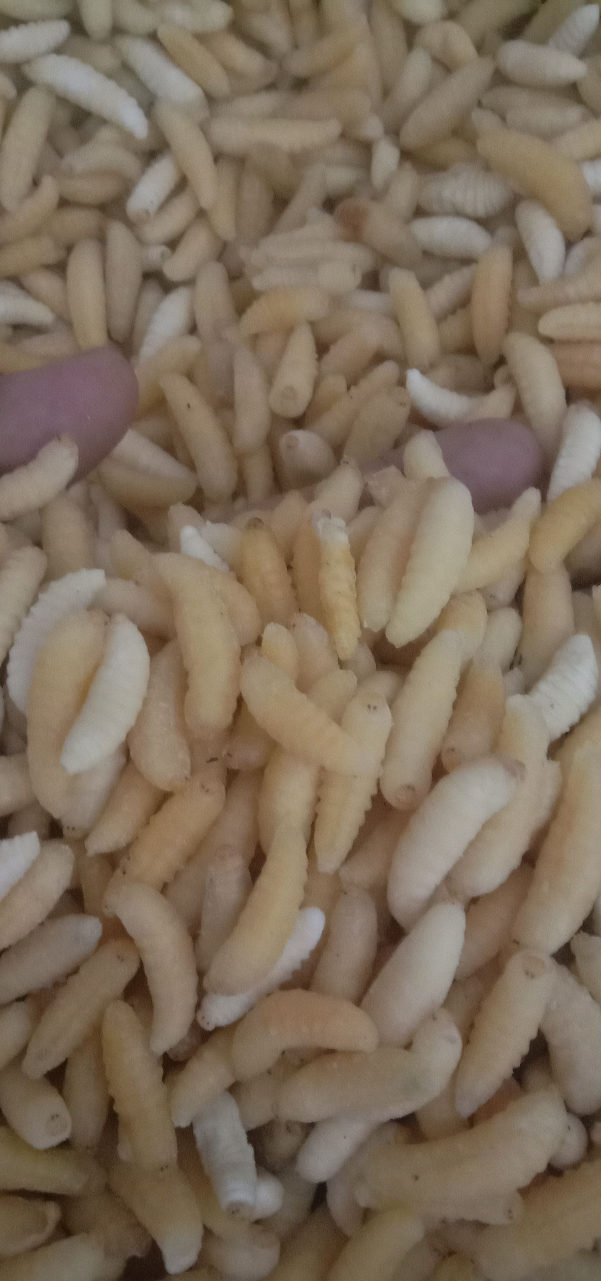 新鲜加工的蜂蛹