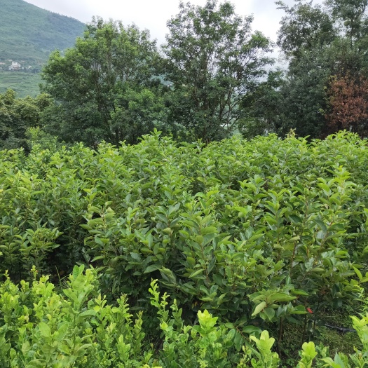 禄劝县脆柿苗 生吃甜柿子嫁接苗（早中晚熟品种）早熟品种摘果已接近尾期