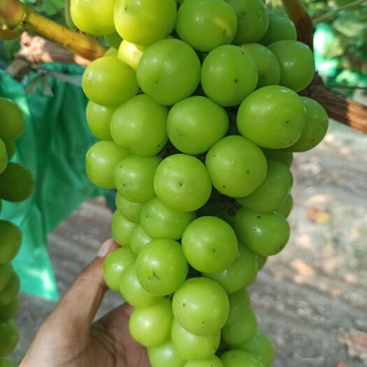 广宗县 阳光玫瑰葡萄