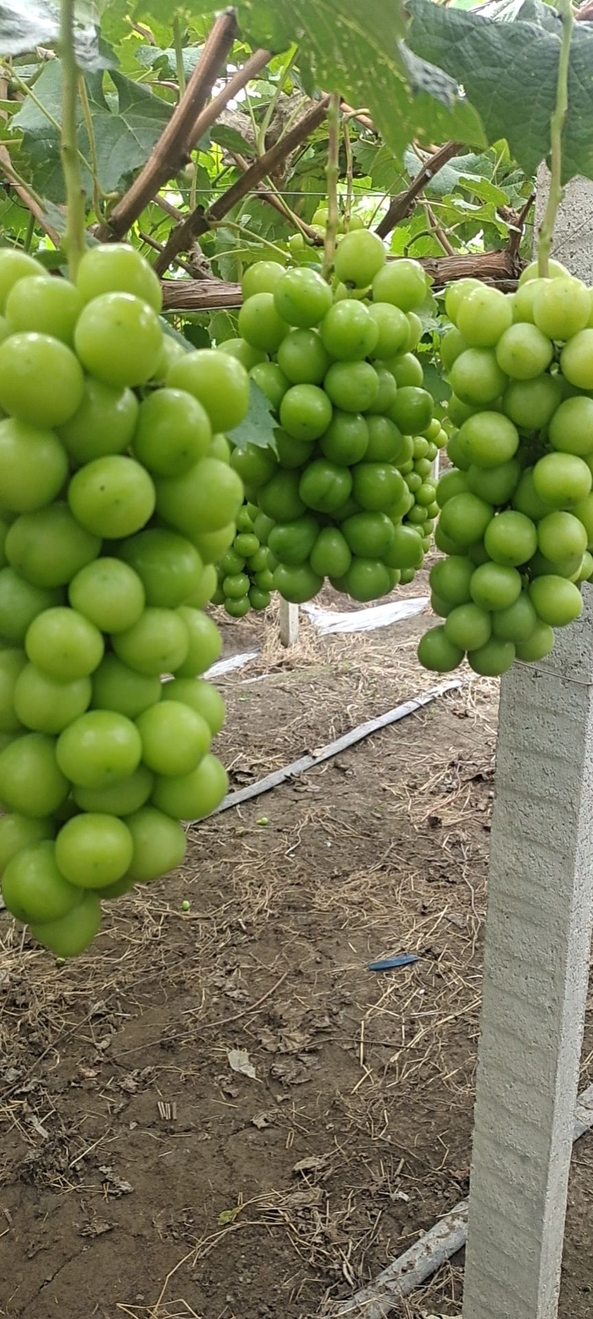  阳光玫瑰颗粒十二底糖十五大量上市