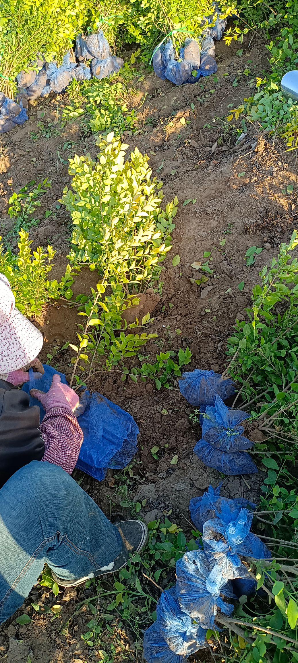 金叶女贞  土球无纺布包装