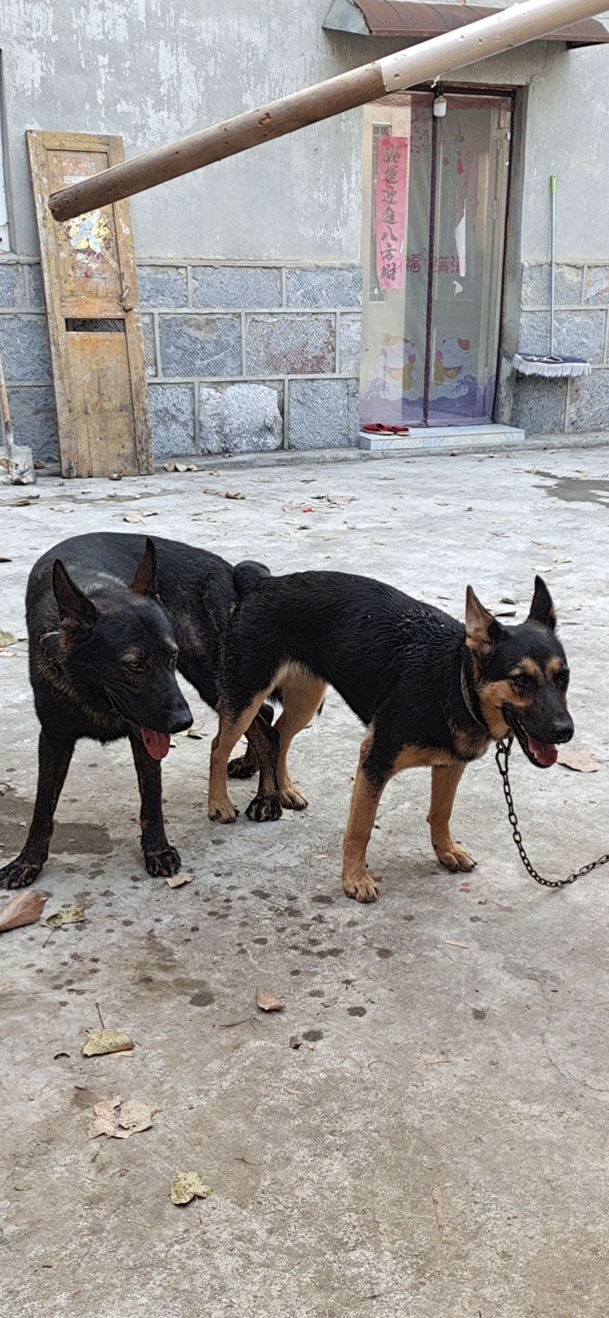 出售纯种东德牧羊犬幼犬，头版骨量大，性格生猛，提前预订中