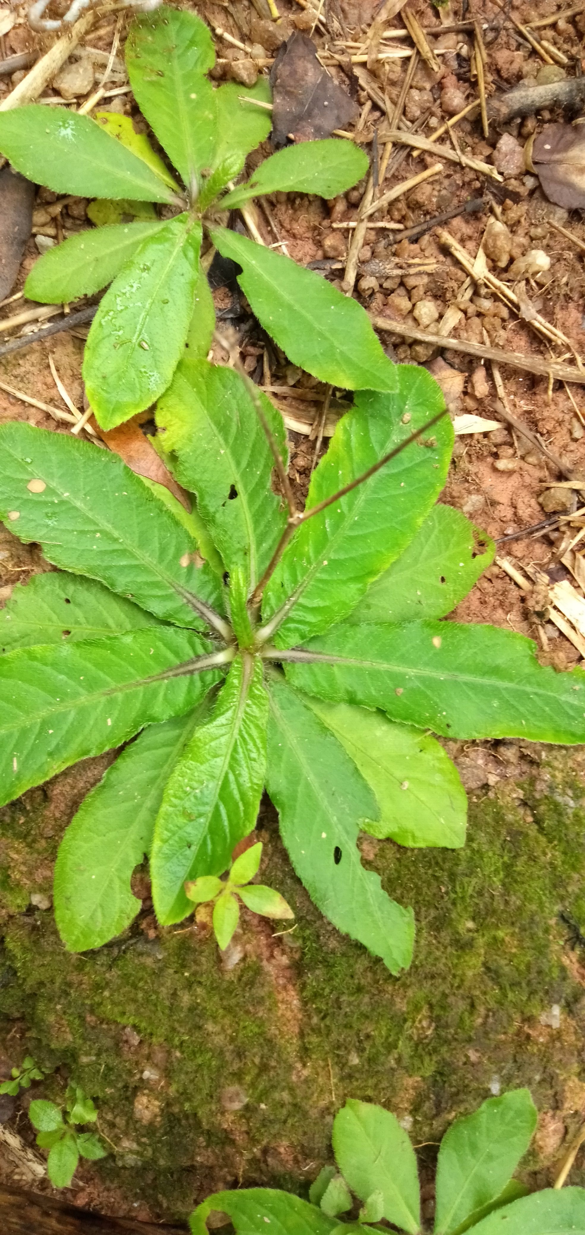 地胆草  茂名特产，高州本地地胆头