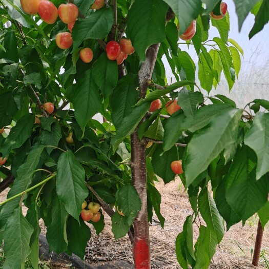 泰安1-5辉煌樱桃苗批发，鲁樱5号大樱桃苗
