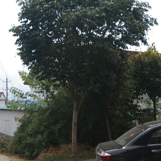 汉中七叶树