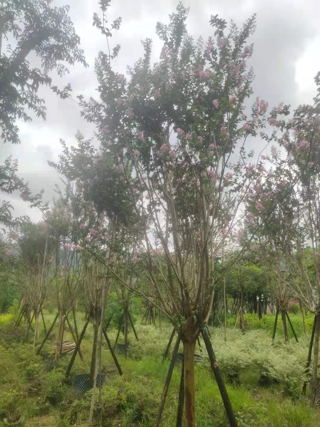 小叶紫薇米径10公分