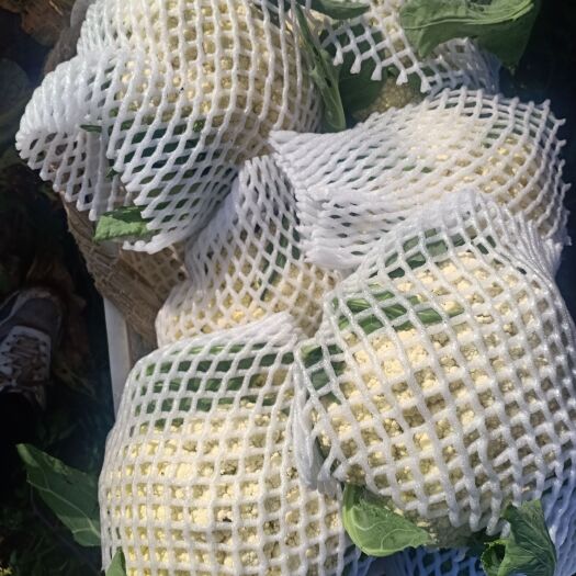 沽源县白花菜花 张家口坝上蔬菜基地有机花，大量供应中。花型美观。