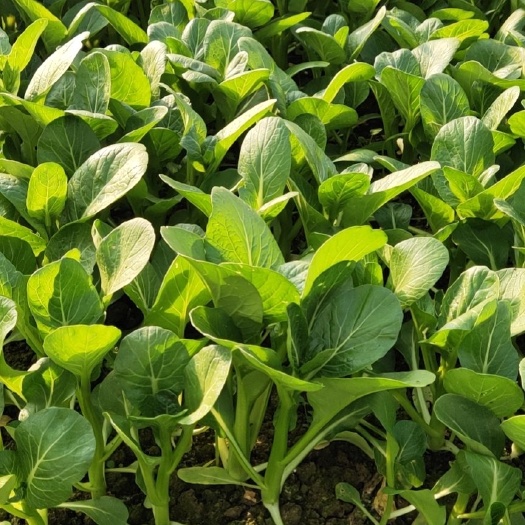 武汉菜心  广东菜芯，自产自销，诚信交易，产地直供