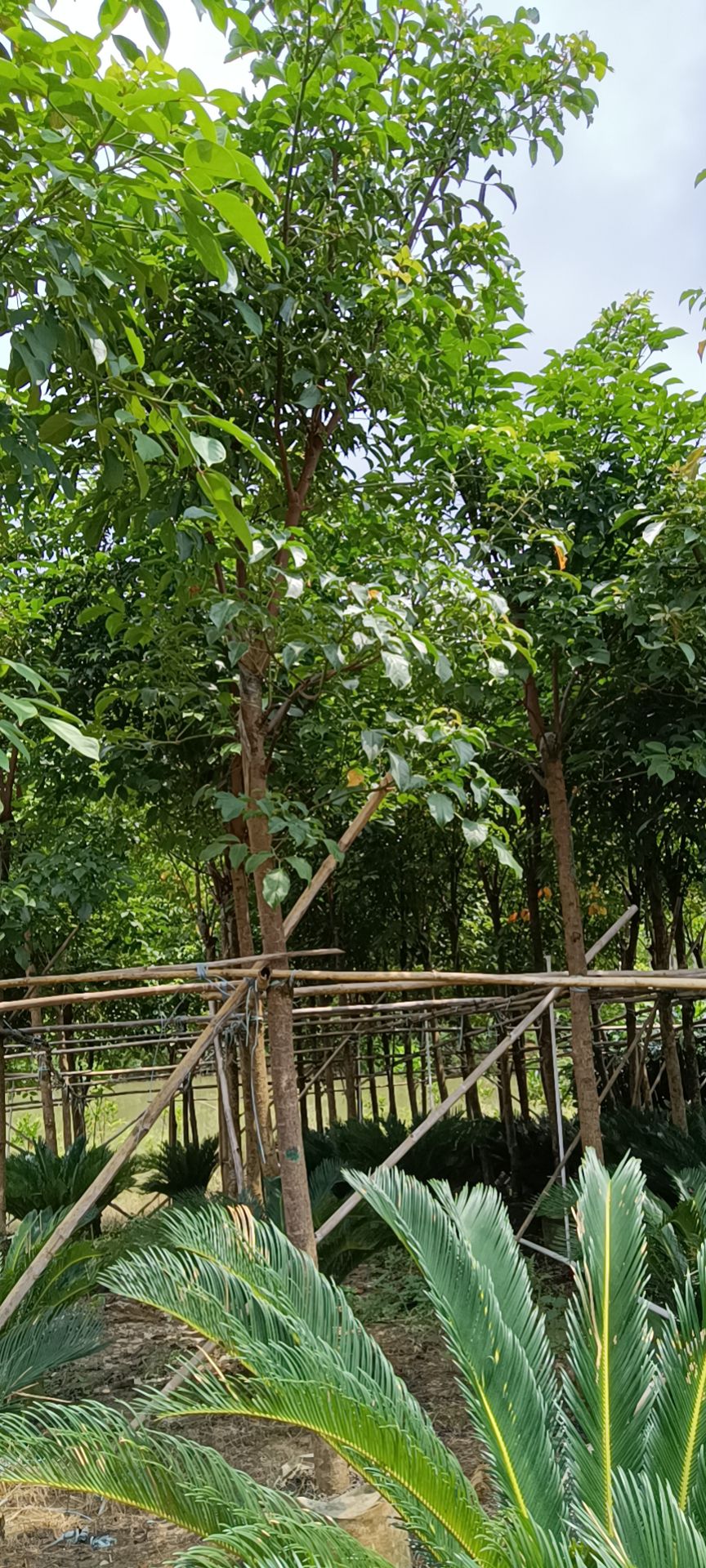 秋枫