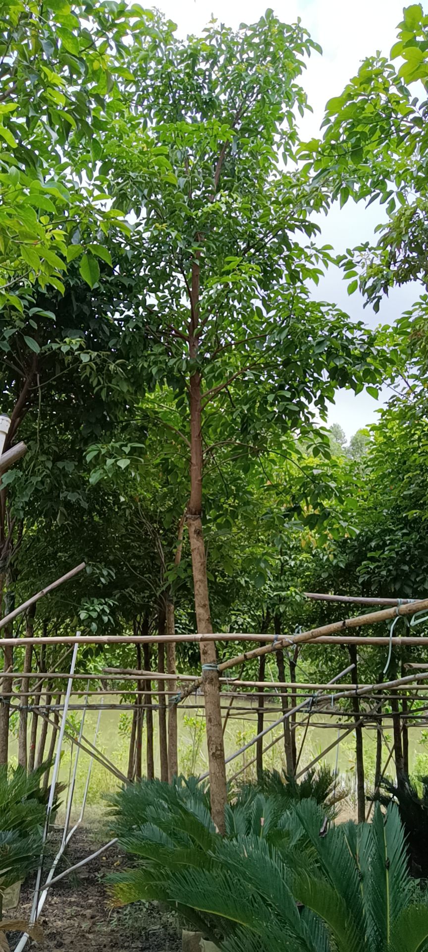 秋枫
