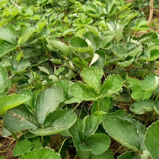 泰安妙香7号草莓苗 草莓味