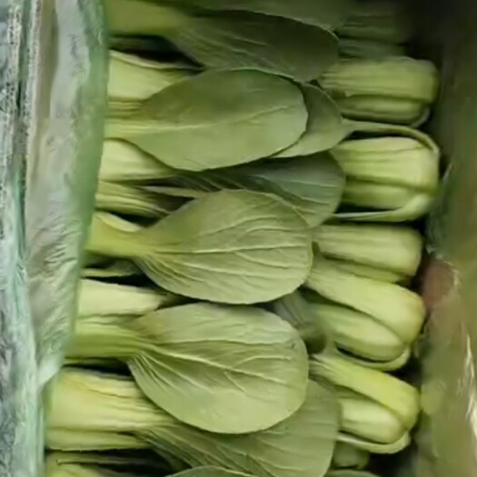 新民市 我是薛哥，暖棚小白菜，二大白菜，大量供应，欢迎各位老板下单。