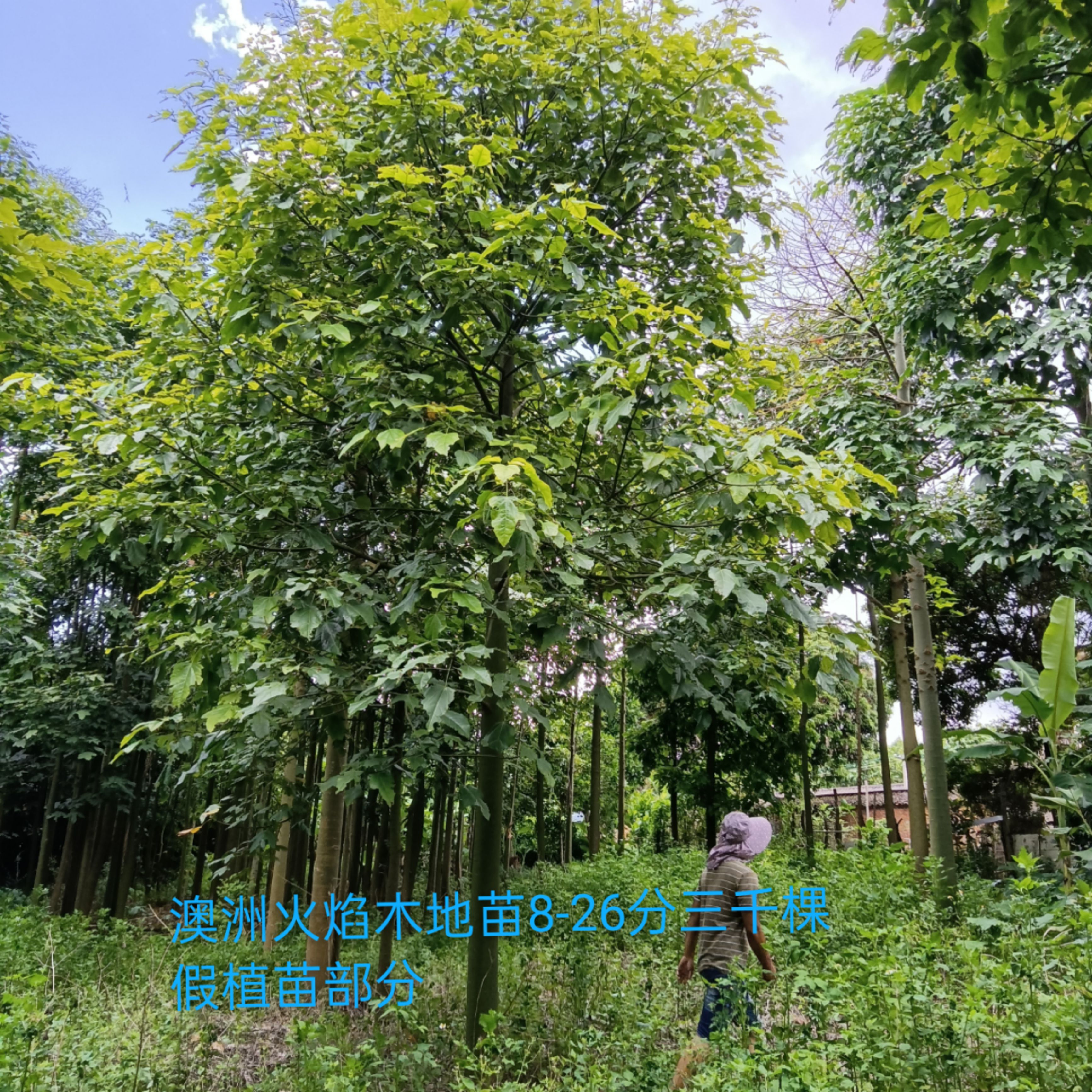 蓝花楹16-23分全冠地苗，18-22分假植苗，全冠和骨架两