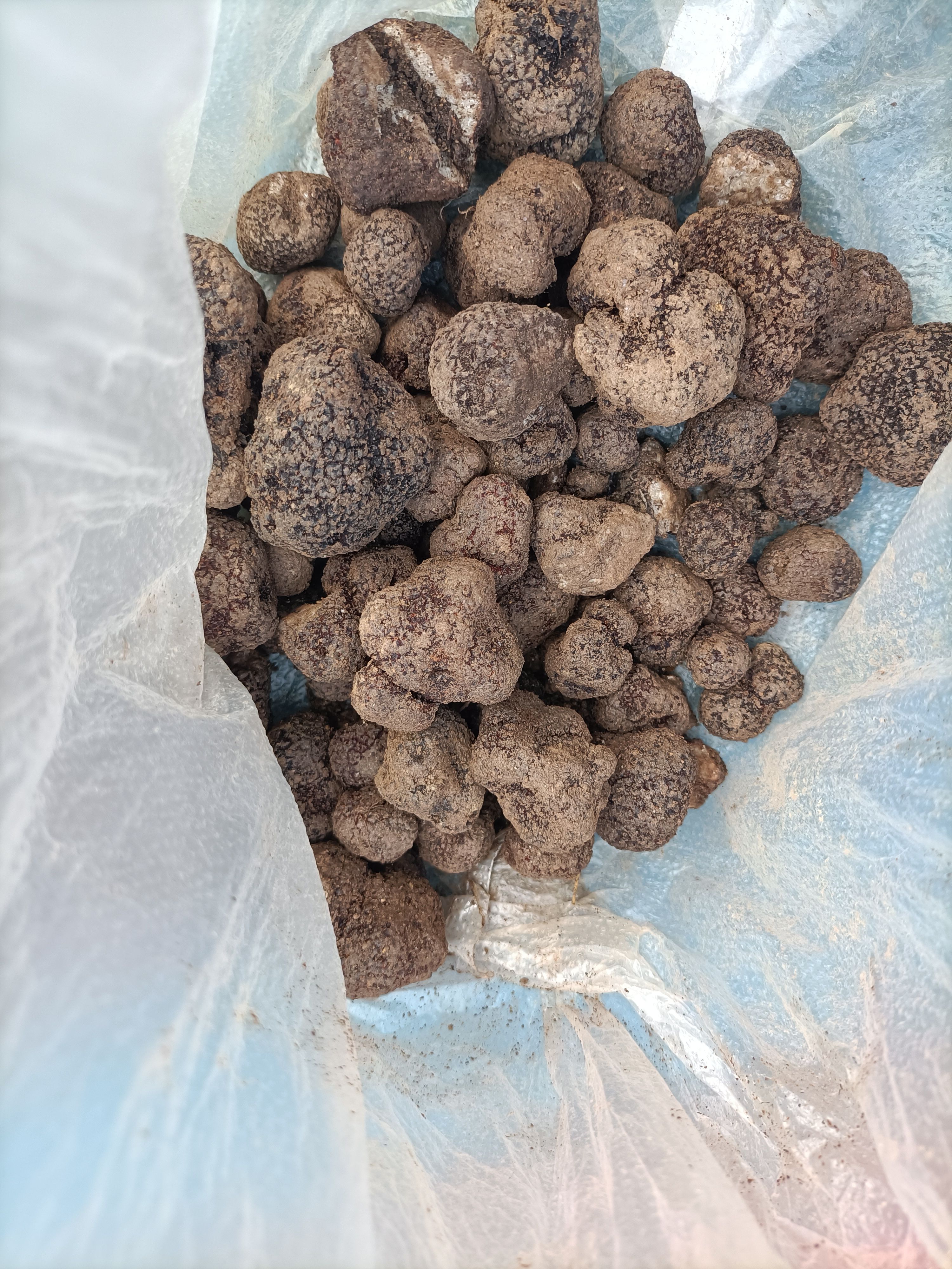  云南迪庆州维西县    黑松露