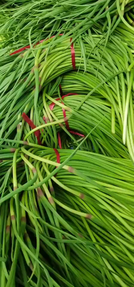 红帽蒜苔，精品，超市电商大量供应，专业长期库存