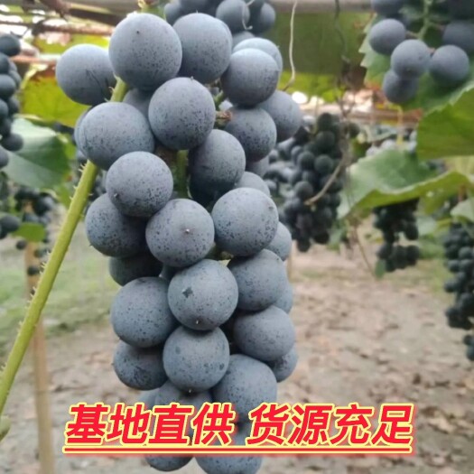 （产地直供）湖南怀化高山刺葡萄二号，货源充足，全国发货