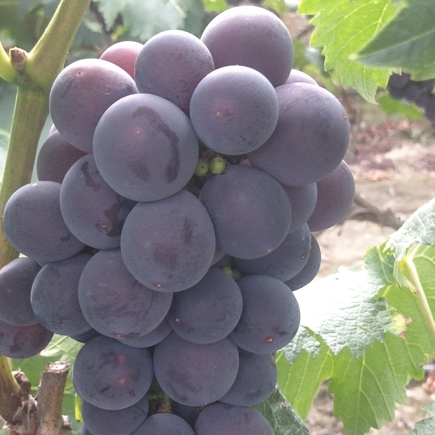 新上市头摘露天千亩果园地，皮薄肉多，口感好糖分足