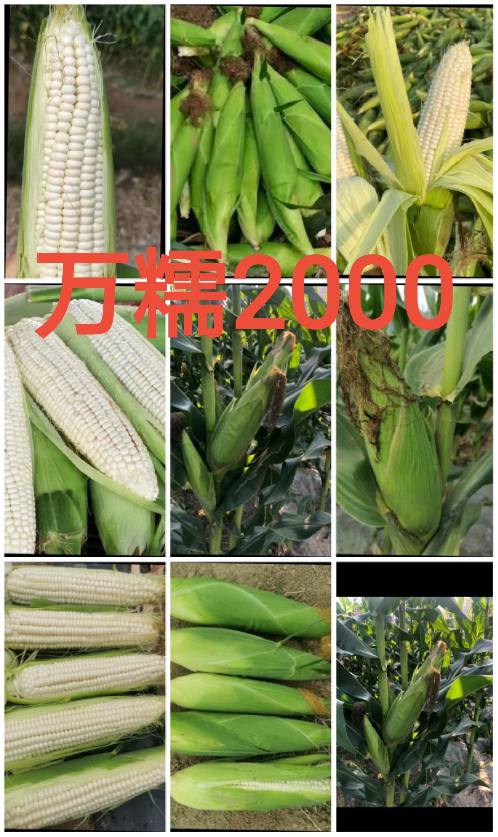 甜玉米  鲜玉米 绿色无公害优质玉米