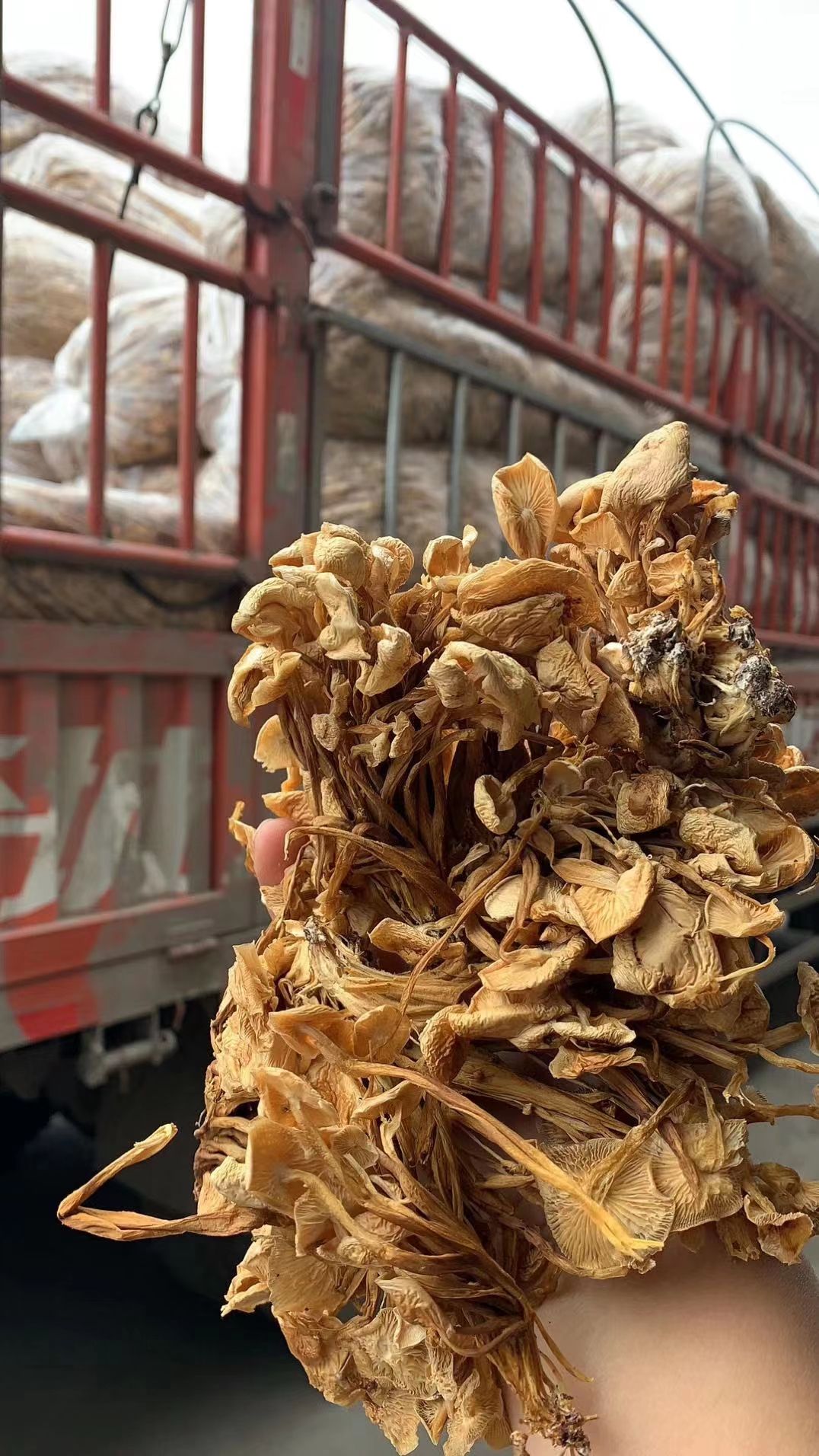 黄金针菇 地摊展会赶集产品，干金针菇茶树菇一手货源批发。