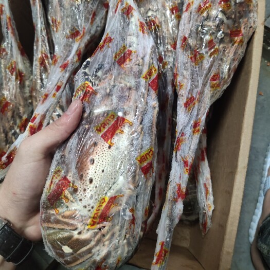 上海澳洲龙虾  精品皇冠古巴龙虾