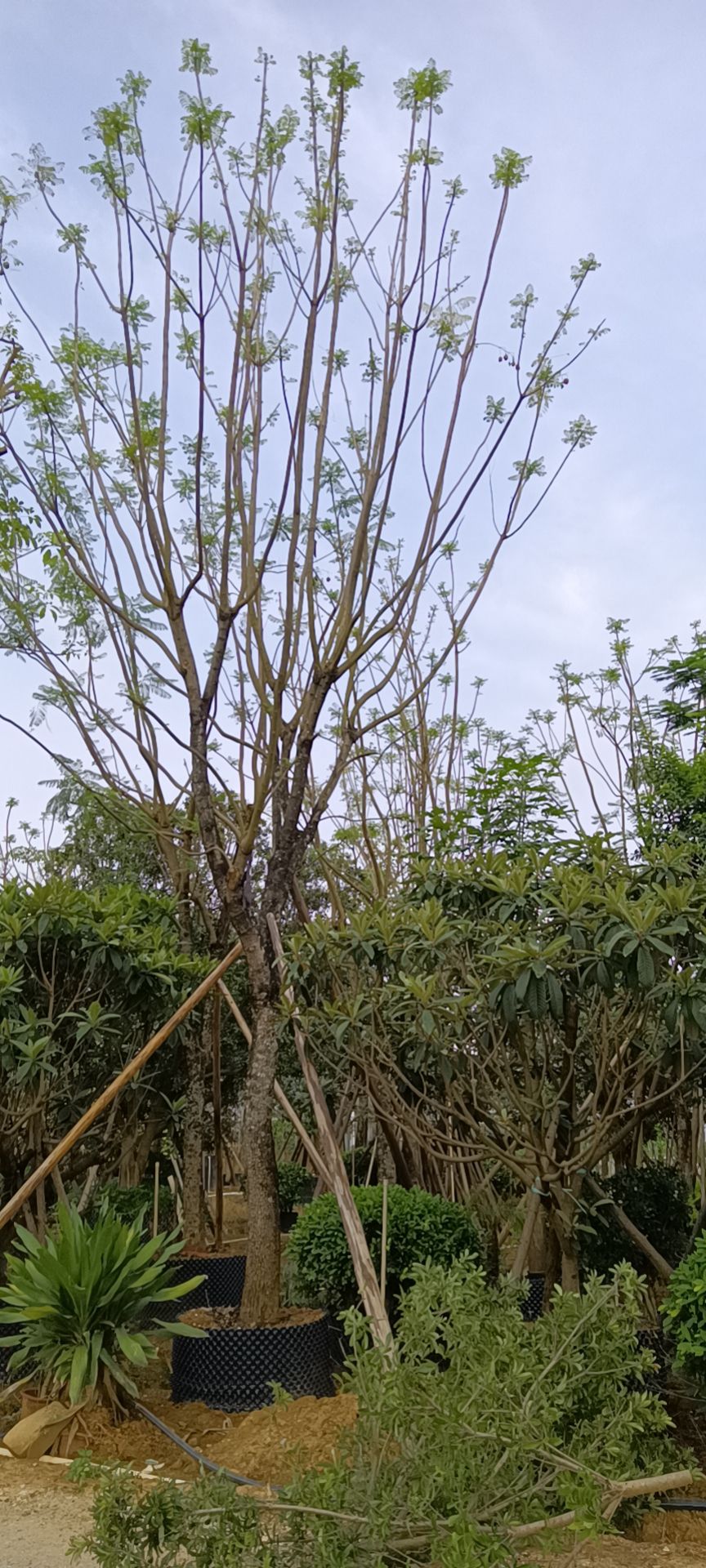 蓝花楹16-23分全冠地苗，18-22分假植苗，全冠和骨架两