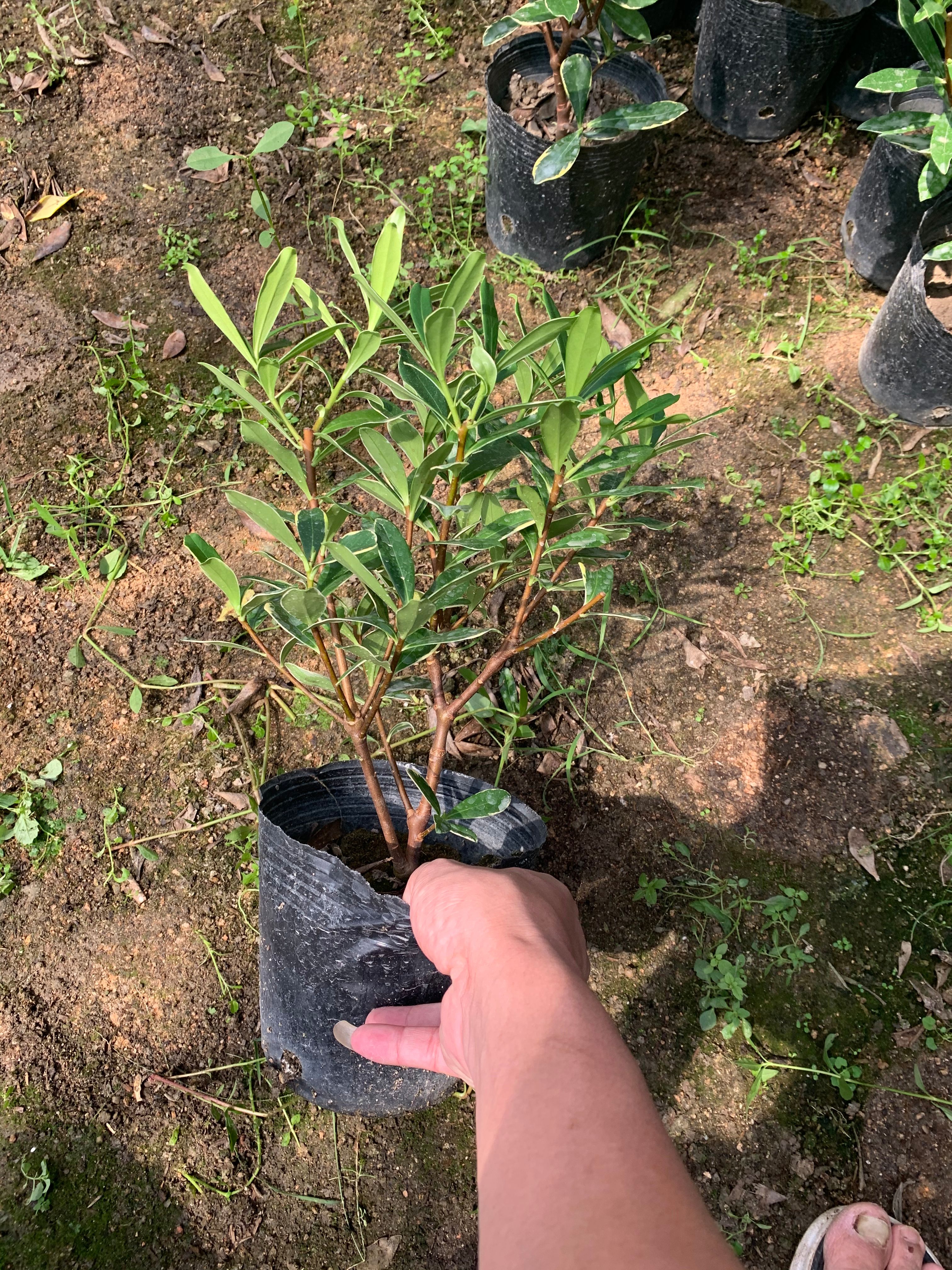 金邊瑞香 瑞香 基地直供自產(chǎn)自銷 花香怡人