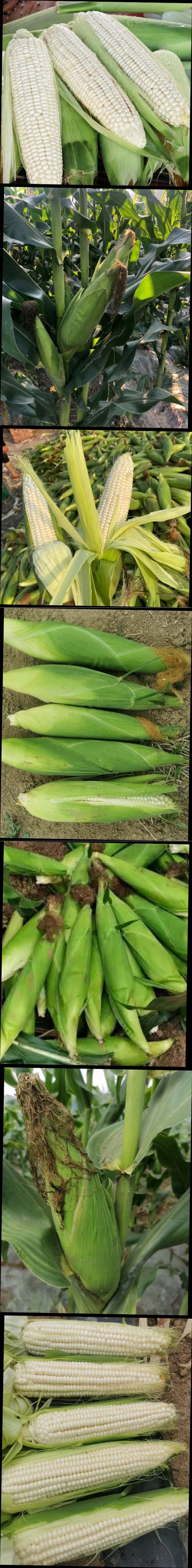 甜玉米  鲜玉米 绿色无公害优质玉米