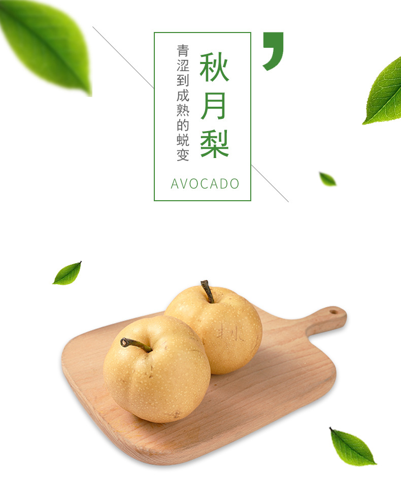  梨 秋月梨 包邮   产地直供，量大从优，快递包邮