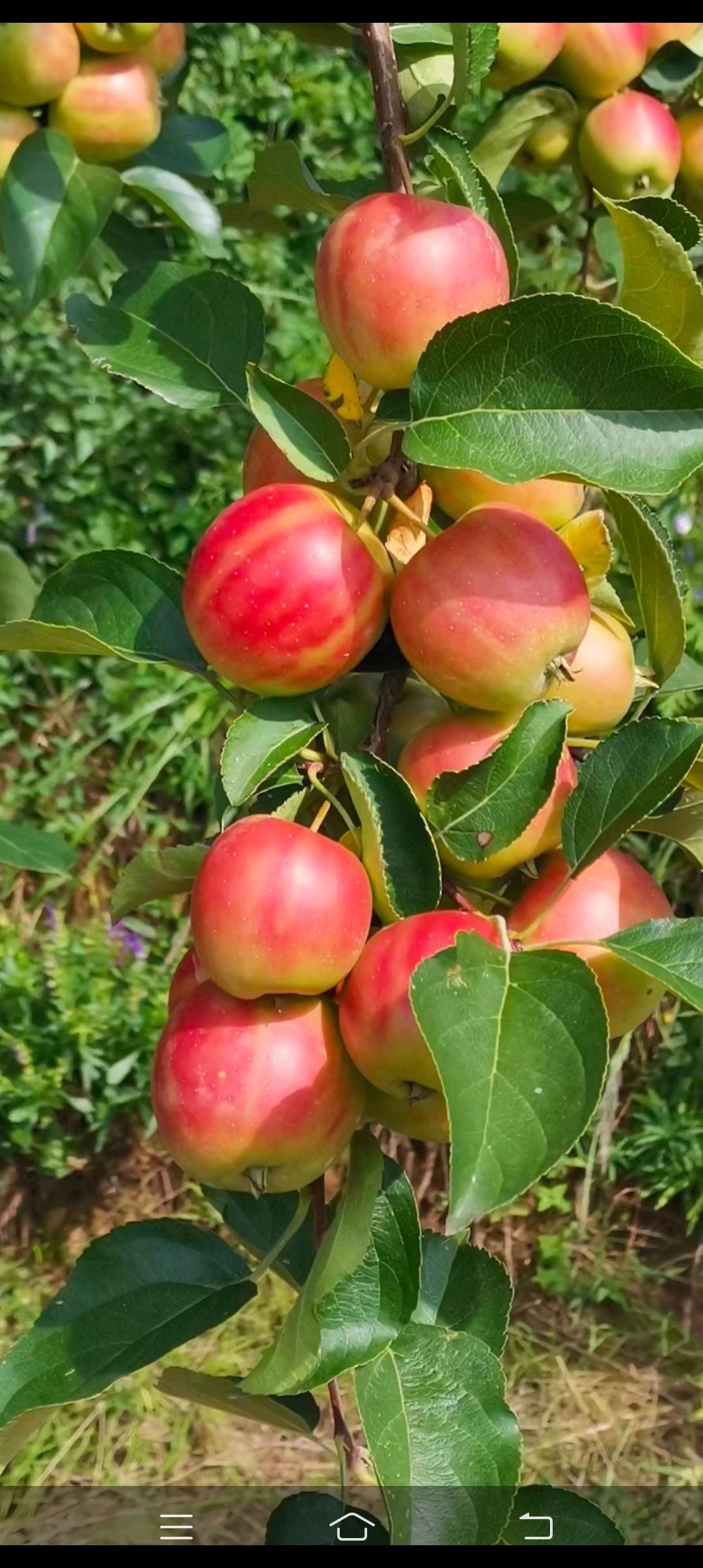 长沙 沙果，123苹果正在下树， 欢迎客商前来采购