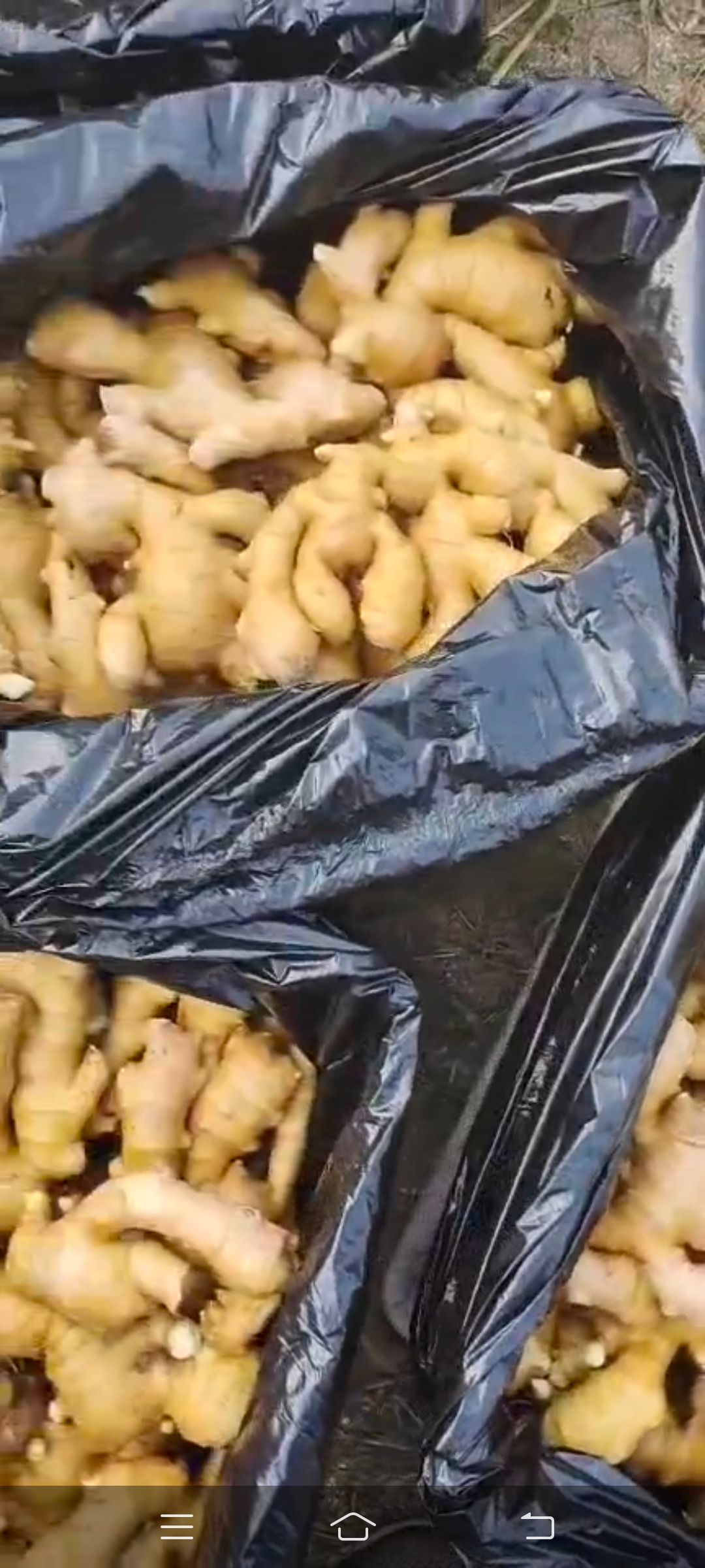 产地直供生姜 老姜 鲜姜