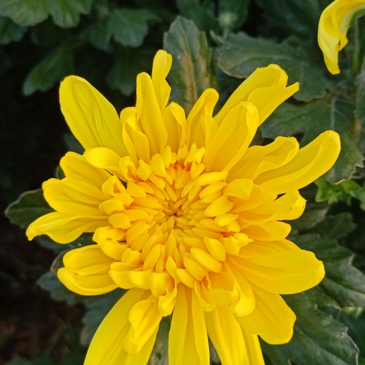 新沂市菊花切花  鲜切花白菊  幽香  白扇 黄菊  黄金扇