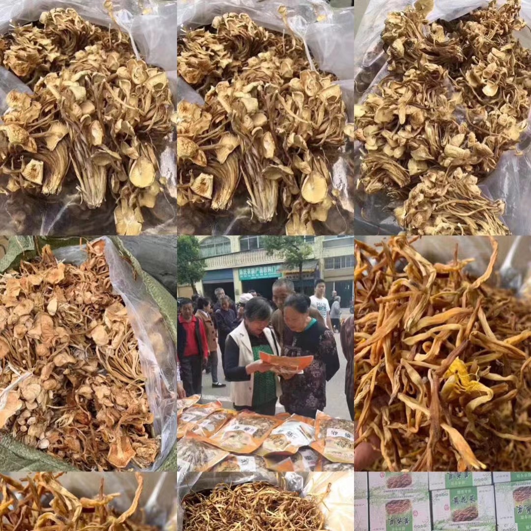 黄金针菇 地摊展会赶集产品，干金针菇茶树菇一手货源批发。