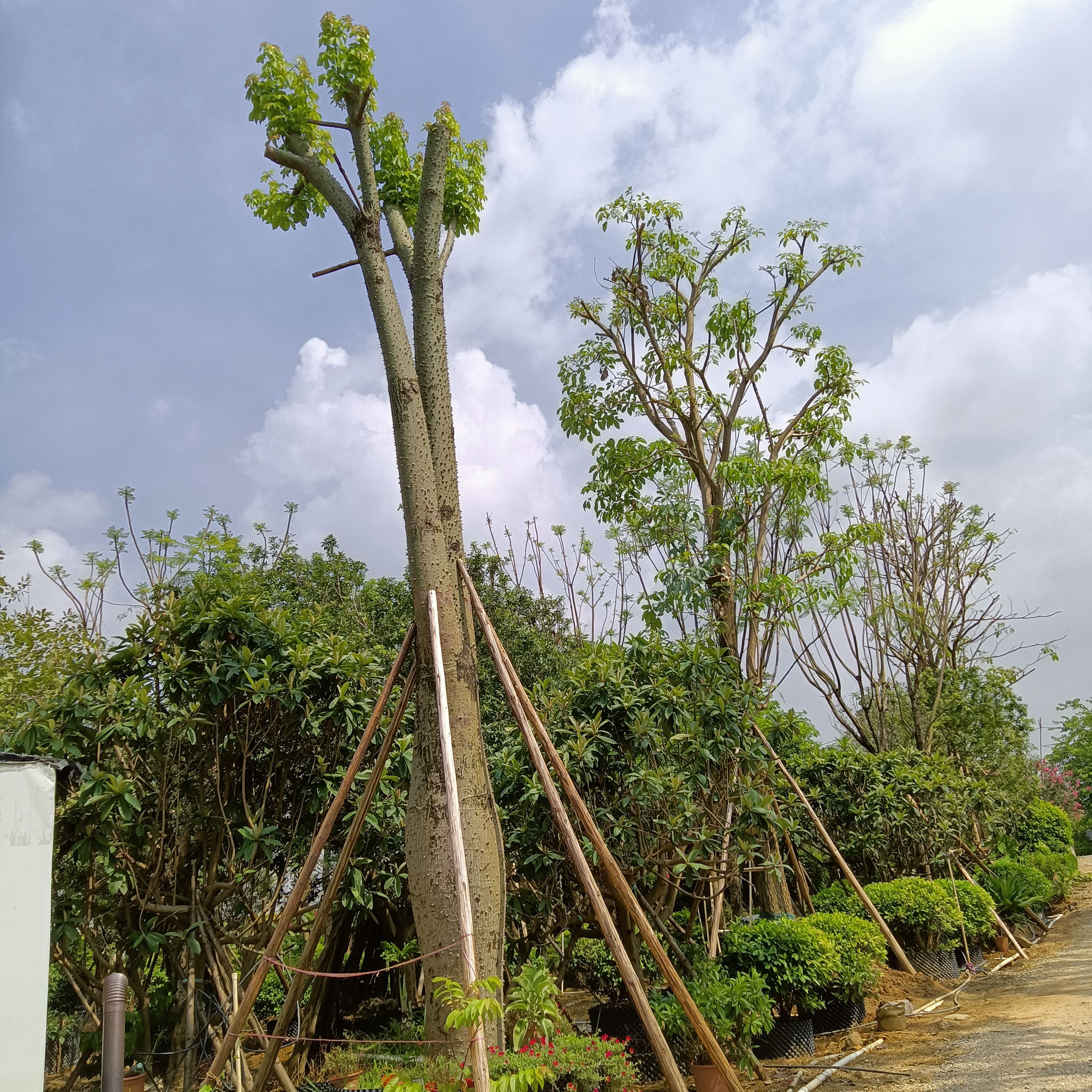 蓝花楹16-23分全冠地苗，18-22分假植苗，全冠和骨架两