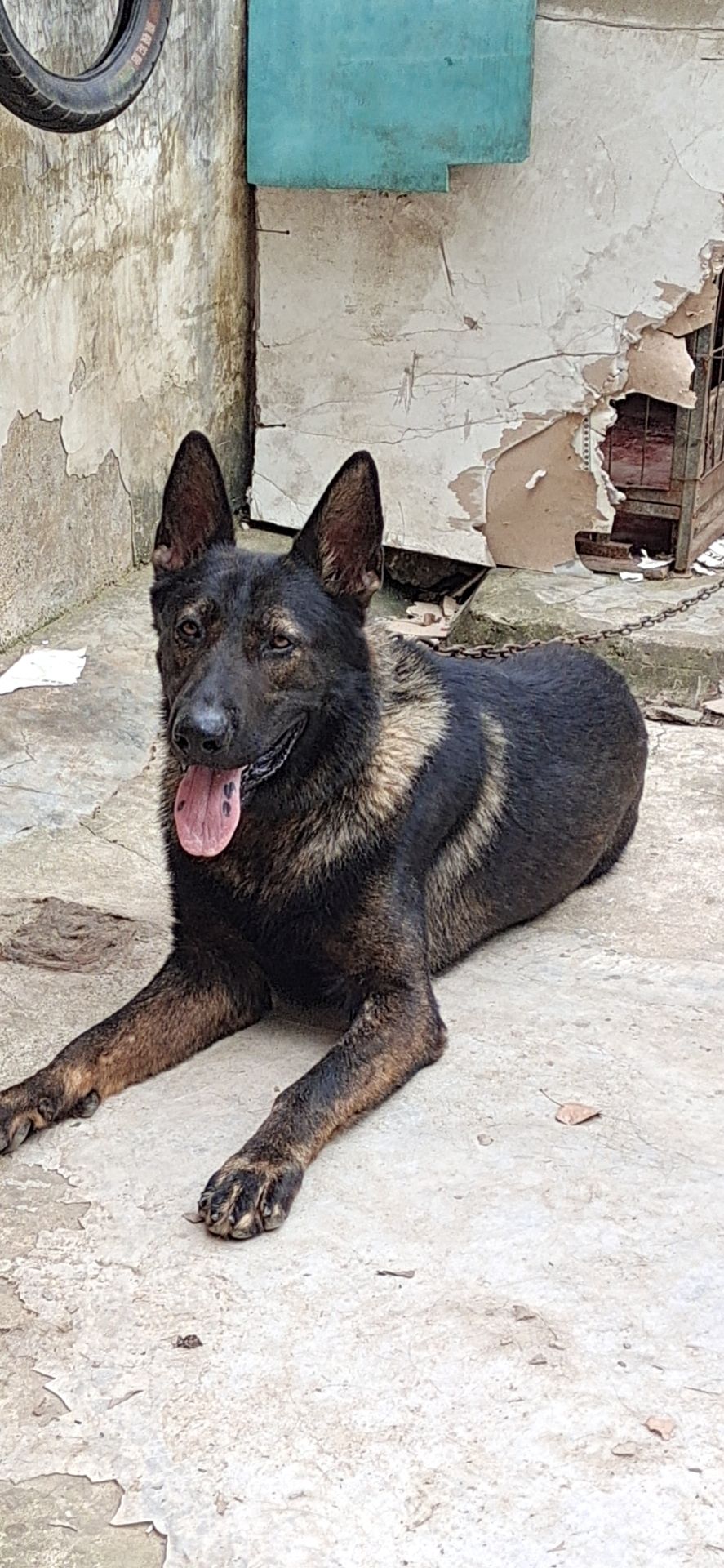 出售纯种东德牧羊犬幼犬，头版骨量大，性格生猛，提前预订中