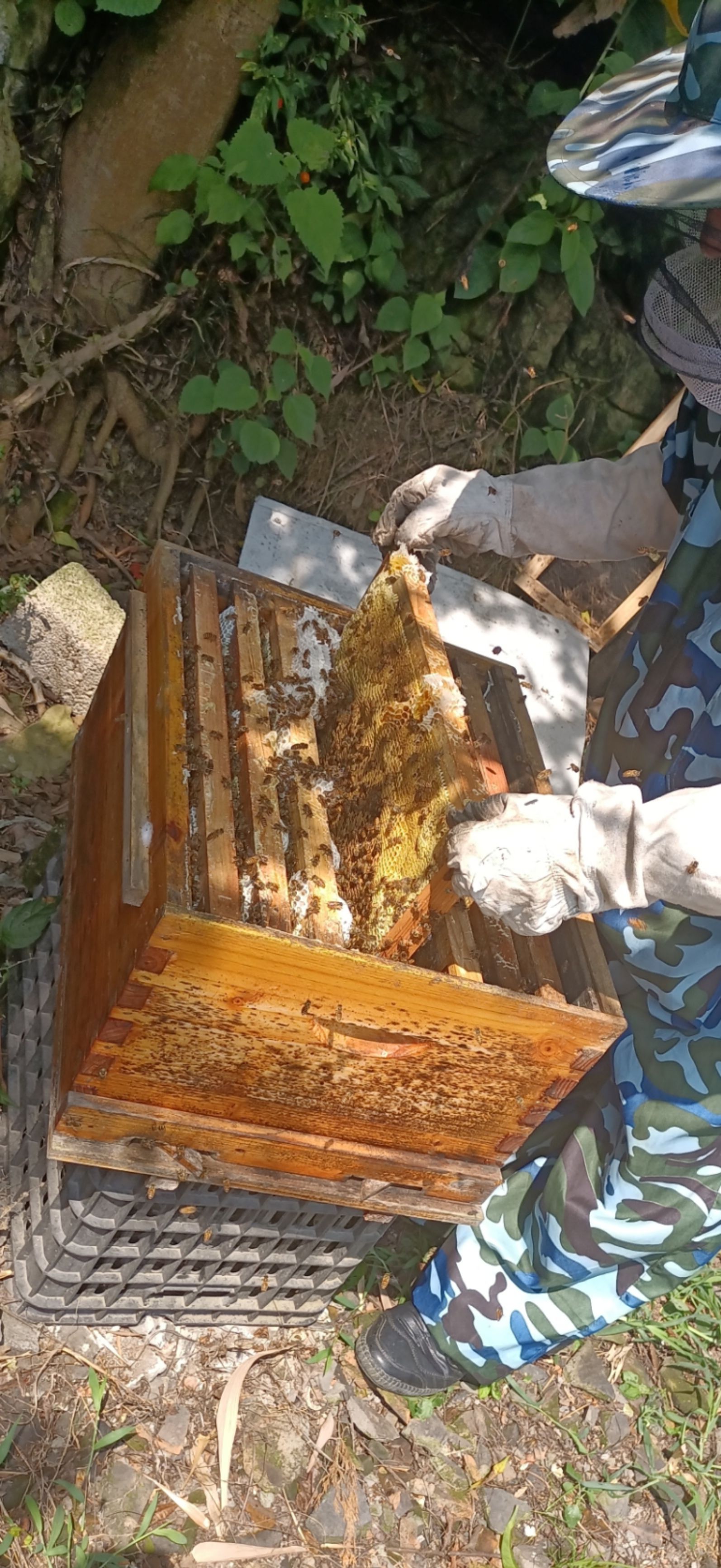 油菜蜜  菜花蜜，天然蜂蜜，无污染，采用手工摇取蜂蜜