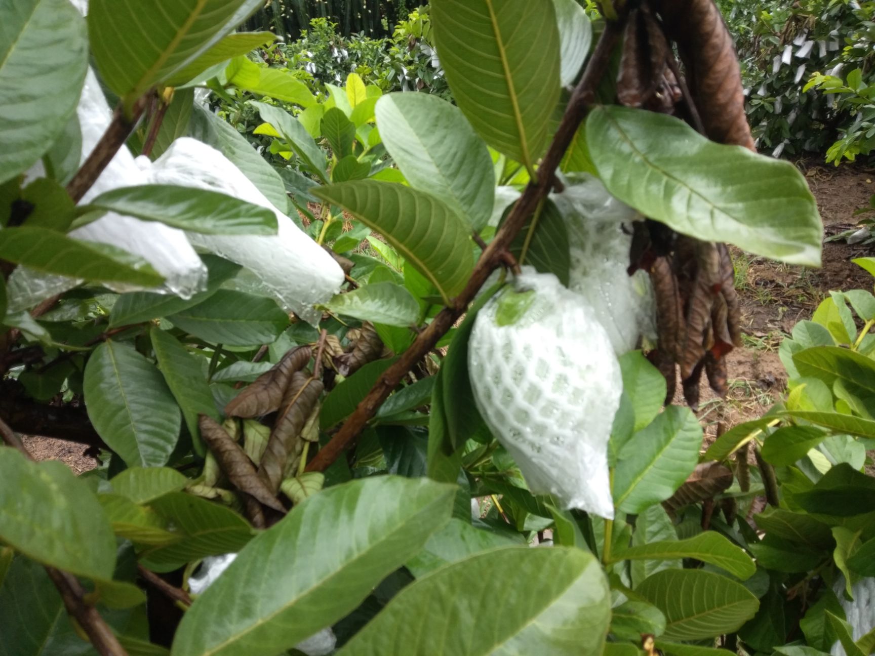 巴乐，番石榴，白心，红心