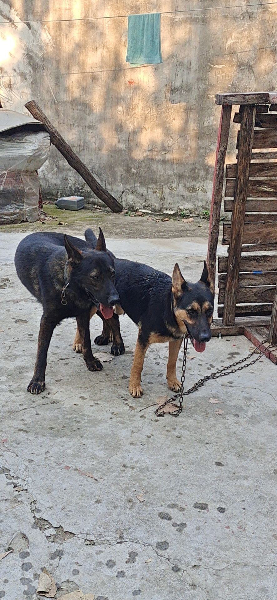 出售纯种东德牧羊犬幼犬，头版骨量大，性格生猛，提前预订中