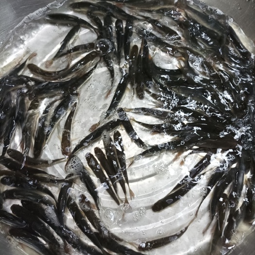 嘉禾县 大量出售各种规格鲮鱼。包送到家。饲料鱼，烘干鱼，