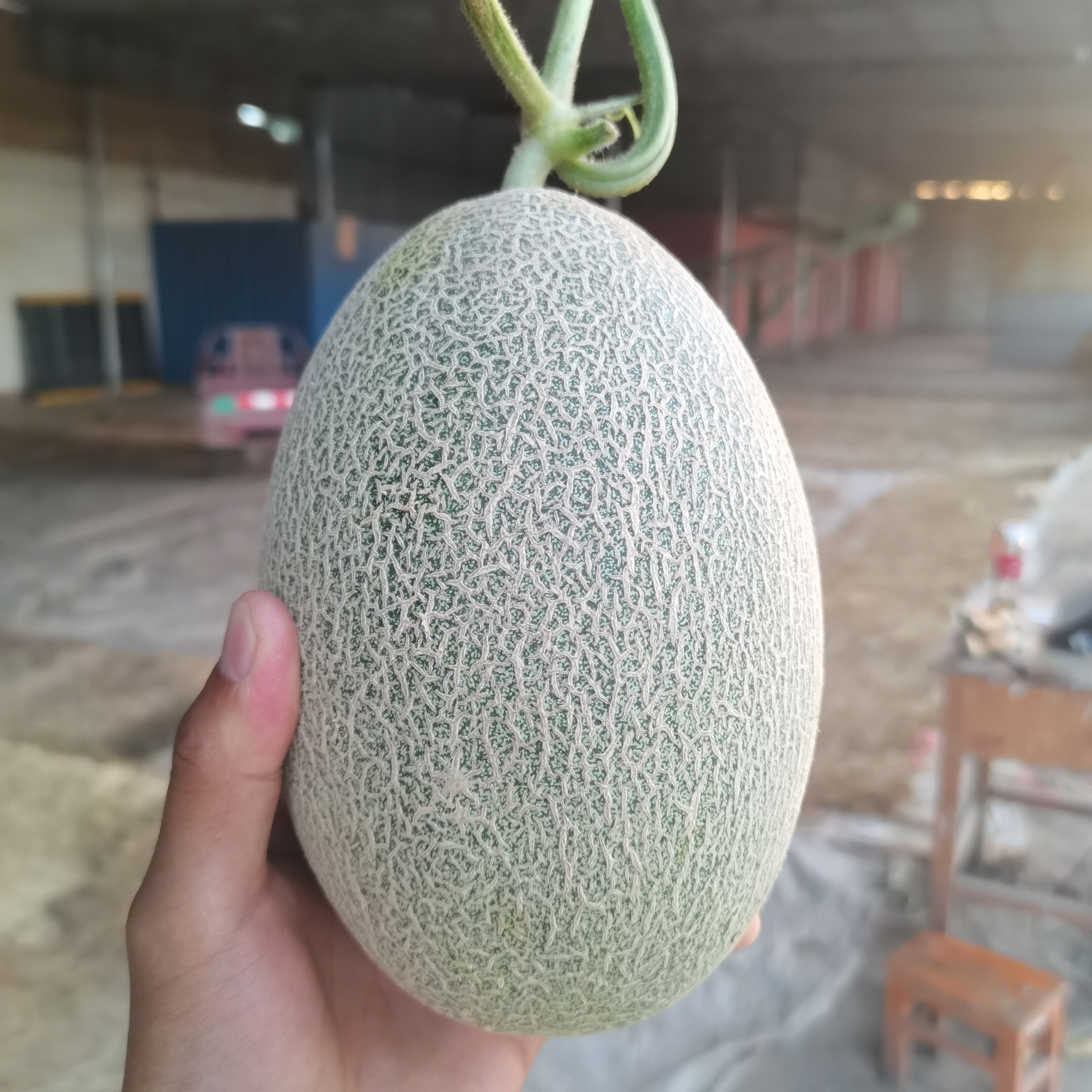 晓蜜25号 晓密25号，品相好看，脆甜多汁